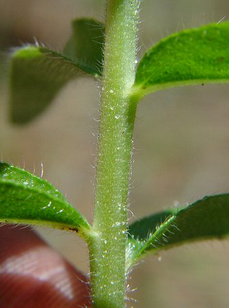 Lithospermum caroliniense stem