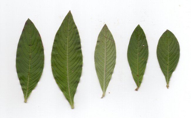 Ludwigia peruviana leaves