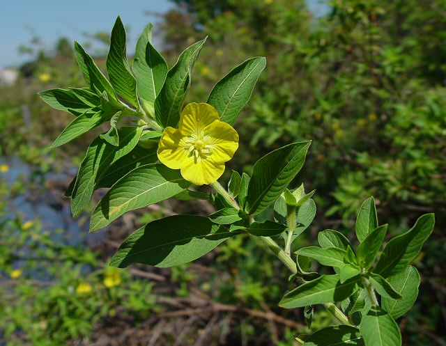 Ludwigia peruviana plant