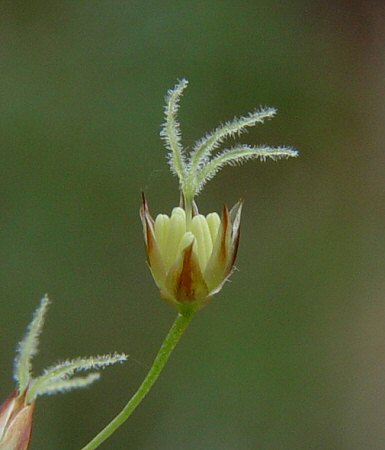 Luzula acuminata flower