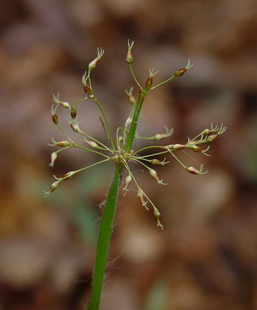 Luzula acuminata inflorescence