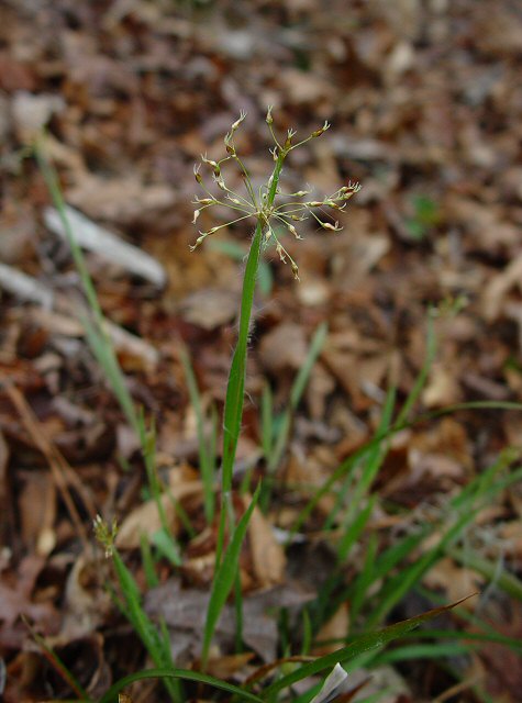 Luzula acuminata plant