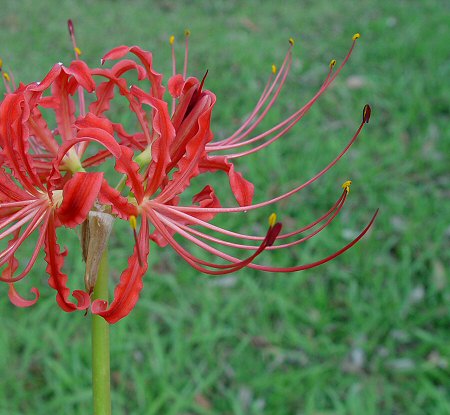 Lycoris radiata flower