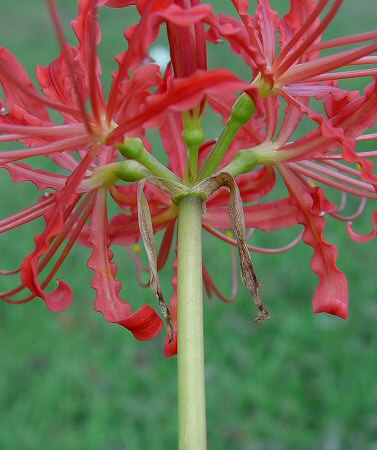 Lycoris radiata inflorescence