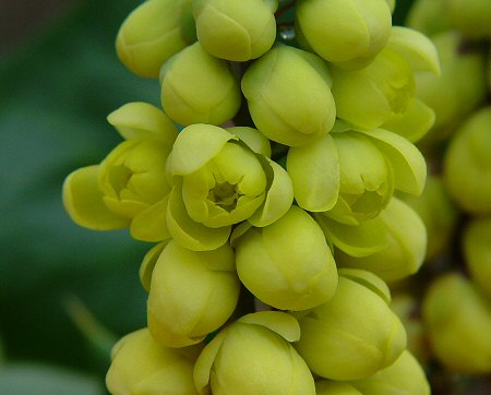 Mahonia bealei flower