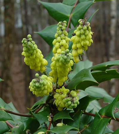 Mahonia bealei inflorescence