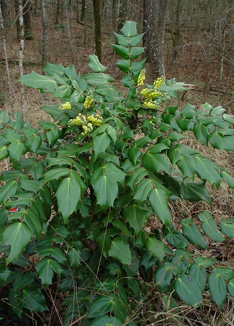 Mahonia bealei plant