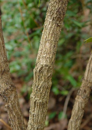 Mahonia bealei stem