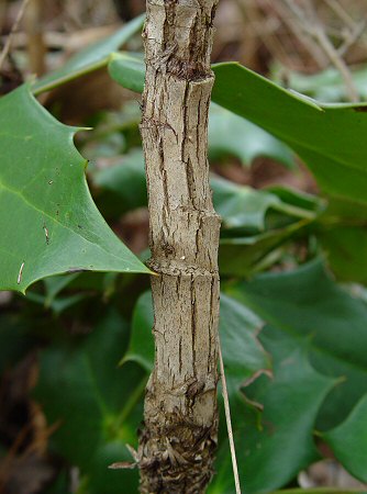 Mahonia bealei stem