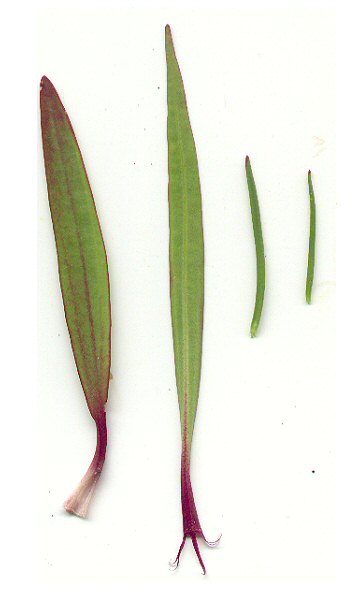 Marshallia graminifolia leaves