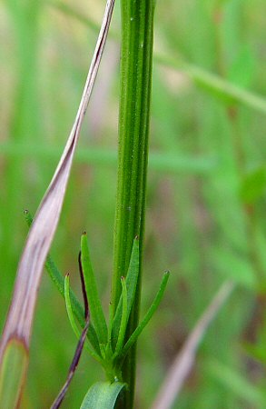 Marshallia graminifolia stem