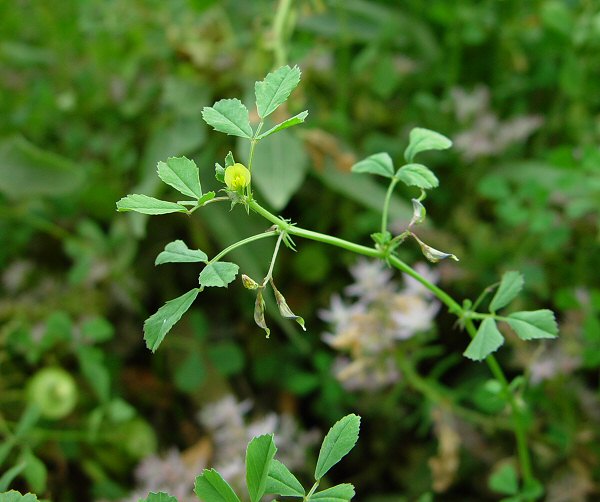 Medicago orbicularis plant