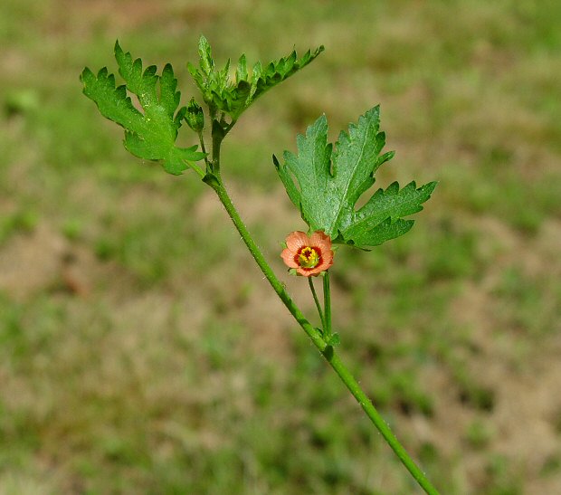 Modiola caroliniana plant