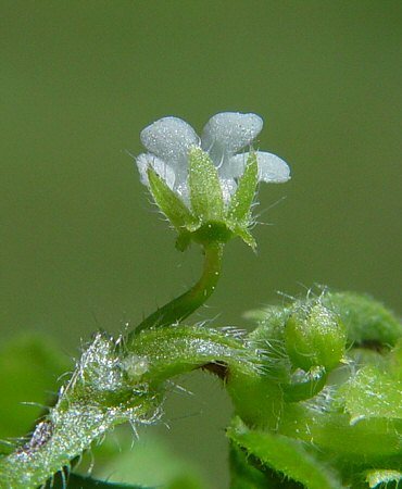 Nemophila aphylla calyx