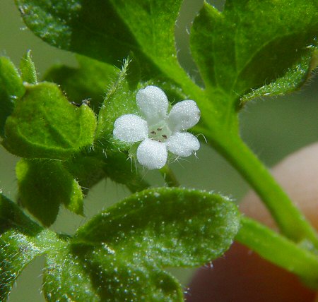 Nemophila aphylla flower