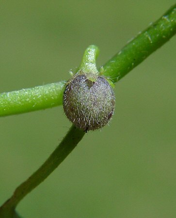 Nemophila aphylla fruit