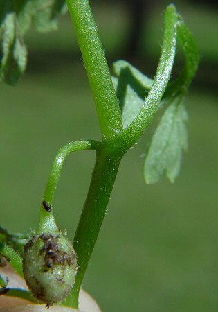 Nemophila aphylla stem