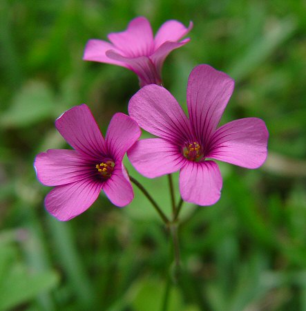 Oxalis rubra flowers