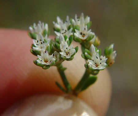 Paronychia erecta flowers