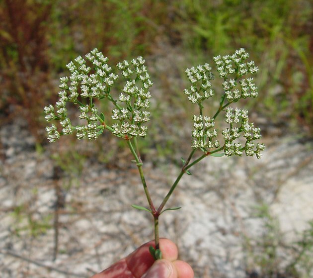 Paronychia erecta plant