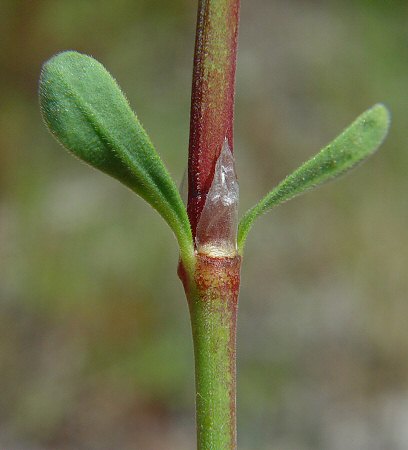 Paronychia erecta stipule