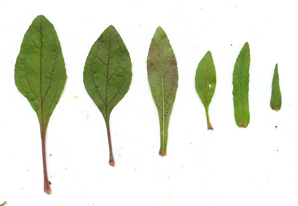 Penstemon australis leaves