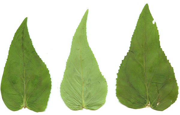 Penstemon smallii leaves