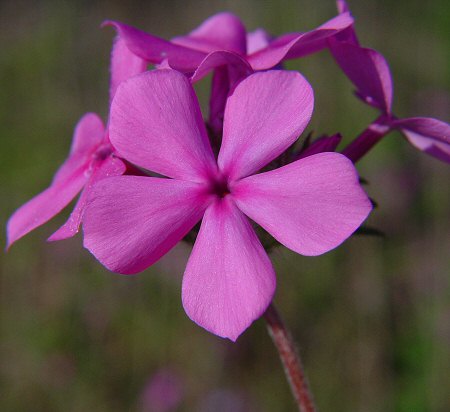 Phlox amoena flower