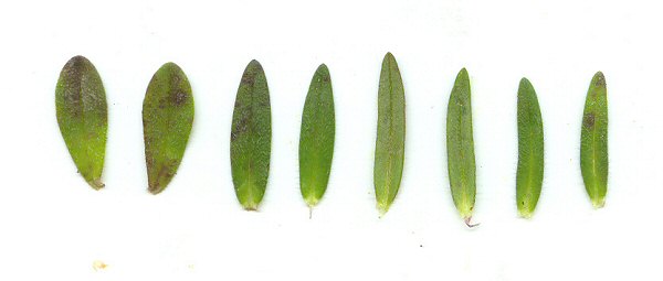 Phlox amoena leaves