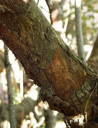 Photinia serratifolia bark