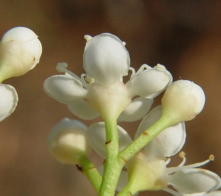 Photinia serratifolia calyx