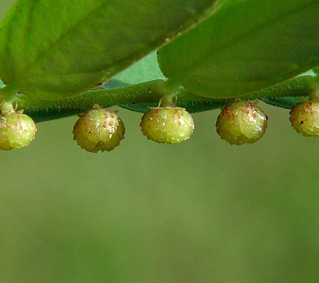Phyllanthus urinaria fruits