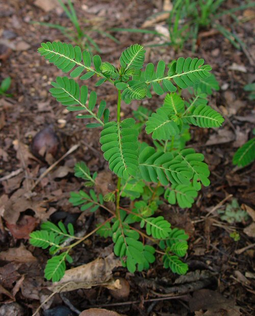 Phyllanthus urinaria plant