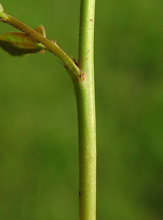 Phyllanthus urinaria stem