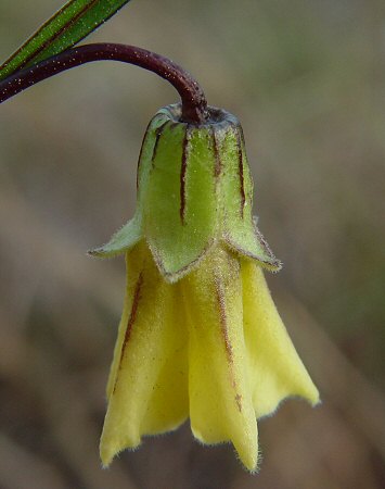 Physalis angustifolia flower