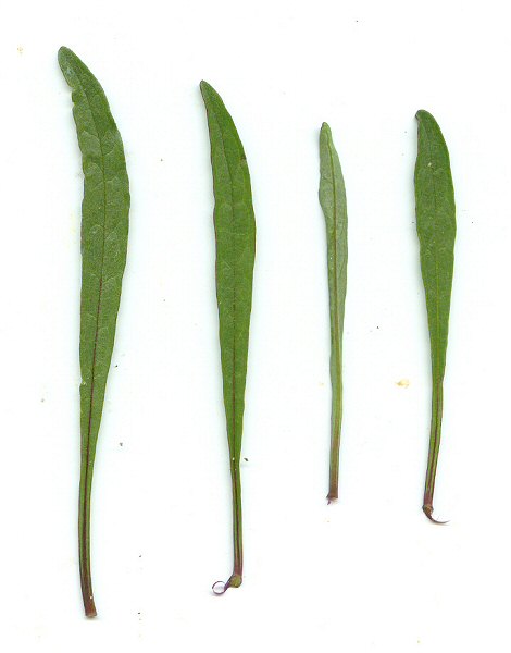 Physalis angustifolia leaves