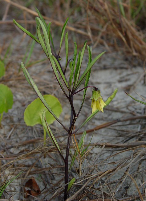 Physalis angustifolia plant