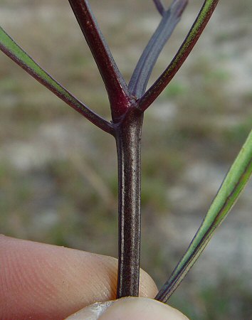Physalis angustifolia stem
