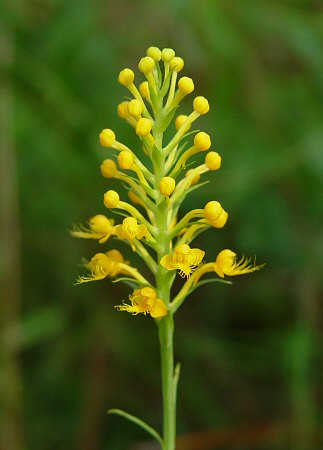 Platanthera cristata inflorescence