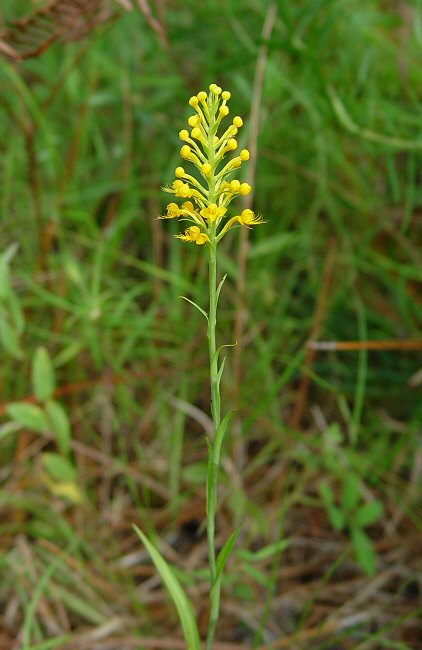 Platanthera cristata plant