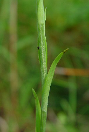 Platanthera cristata stem