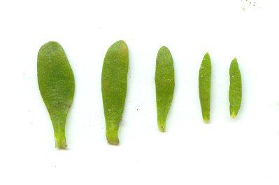 Polygala ramosa leaves