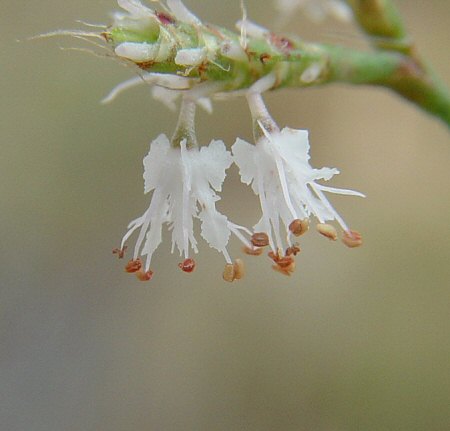 Polygonella fimbriata flowers