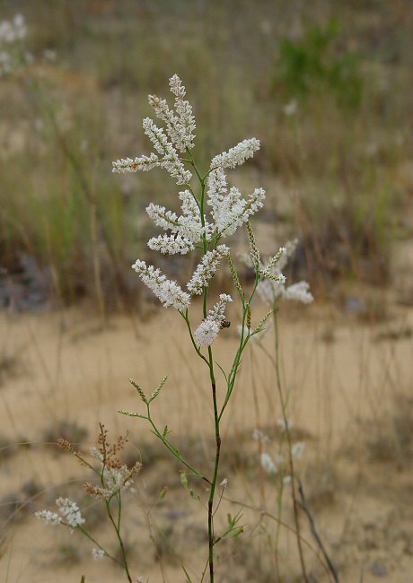 Polygonella fimbriata plant 