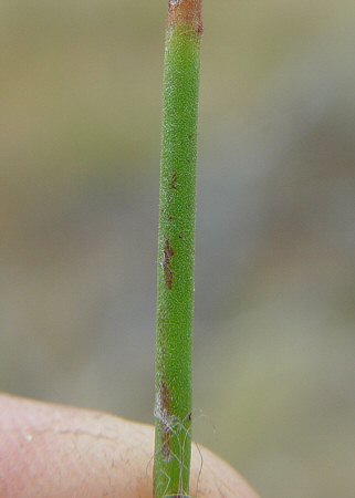 Polygonella fimbriata stem