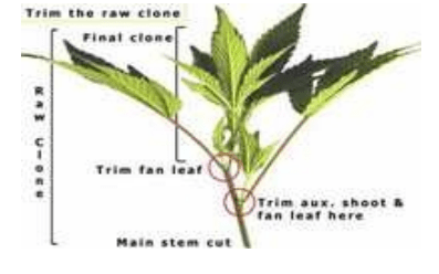 Pre-Trim The Raw Clone