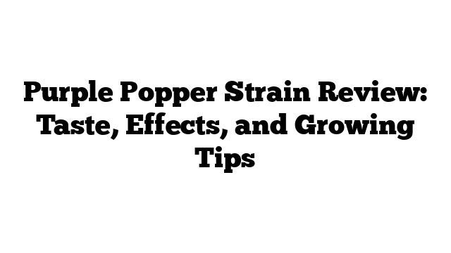 Purple Popper Strain Review: Taste, Effects, and Growing Tips
