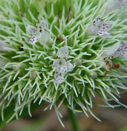 Pycnanthemum flexuosum flower