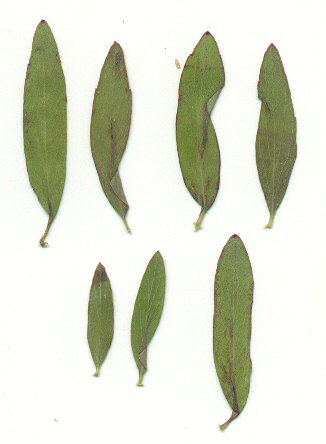 Pycnanthemum flexuosum leaves