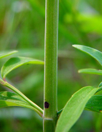 Pycnanthemum flexuosum stem